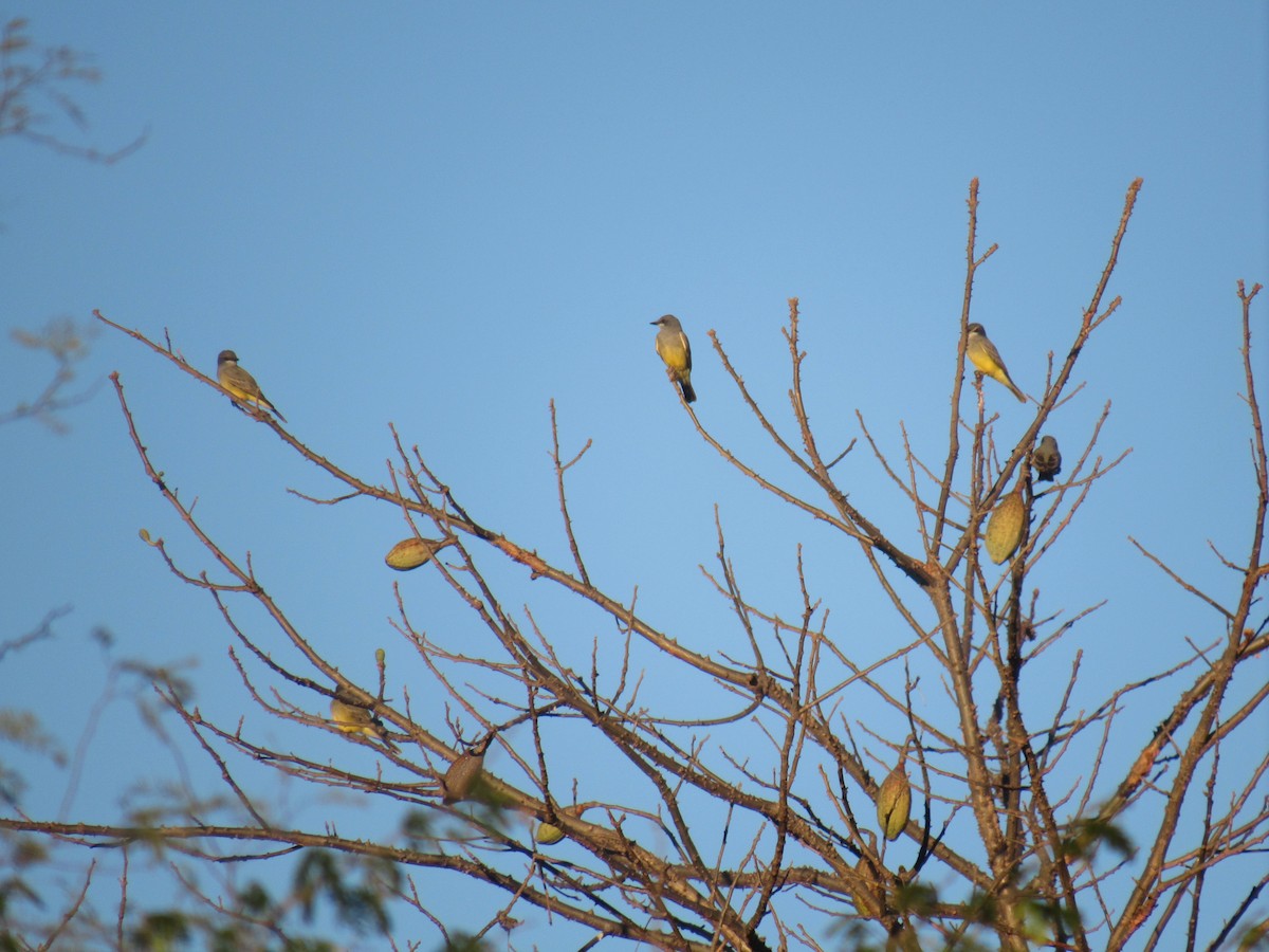 Cassin's Kingbird - Hector Tadeo Torres Luna