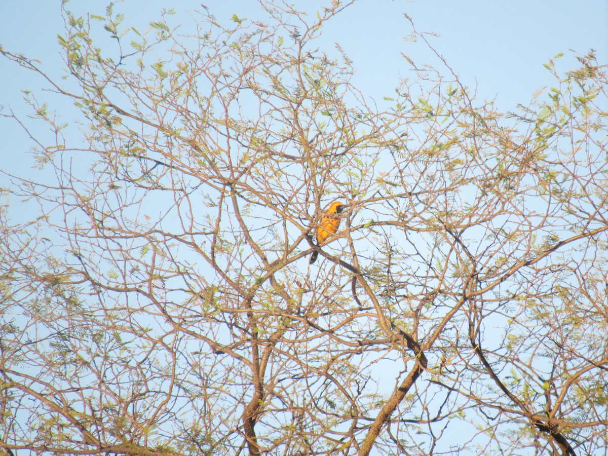 Hooded Oriole - Hector Tadeo Torres Luna