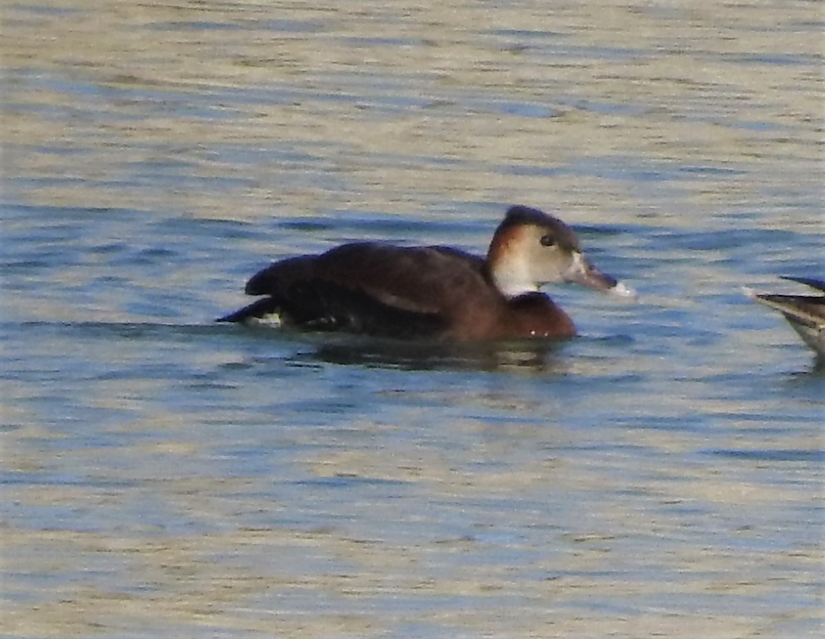 White-faced x Black-bellied Whistling-Duck (hybrid) - Gary Giroux