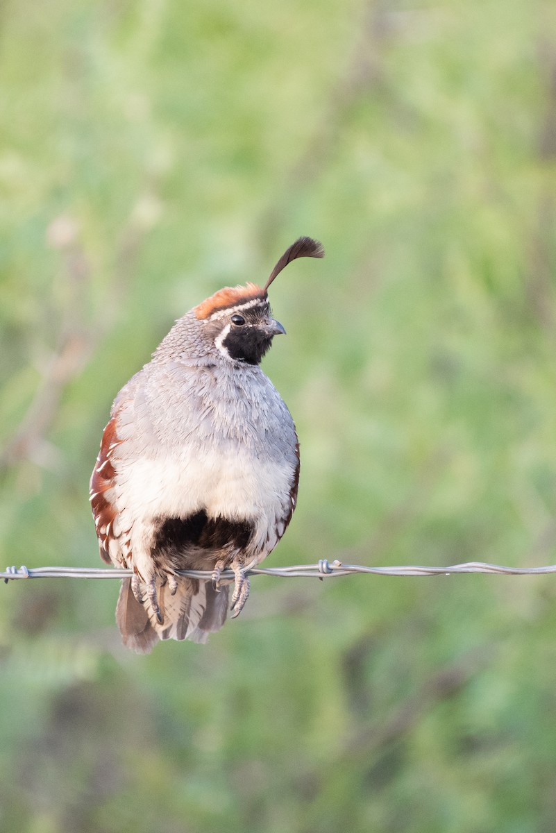 Gambel's Quail - ML194915581