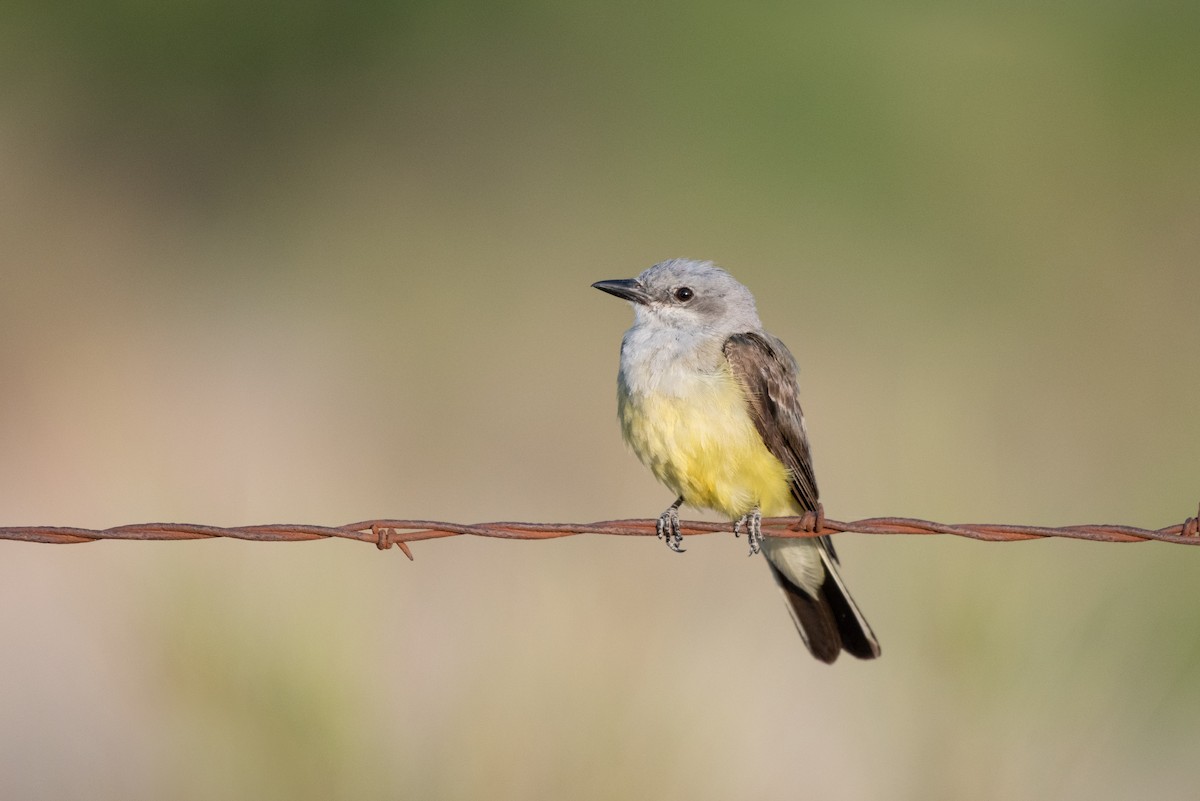 Western Kingbird - Tyler Ficker