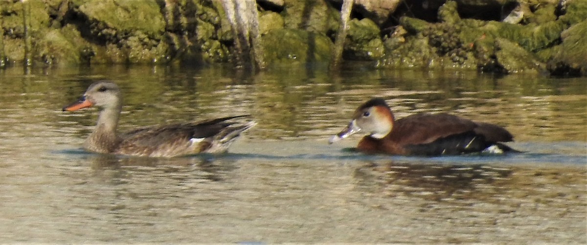 White-faced x Black-bellied Whistling-Duck (hybrid) - Gary Giroux