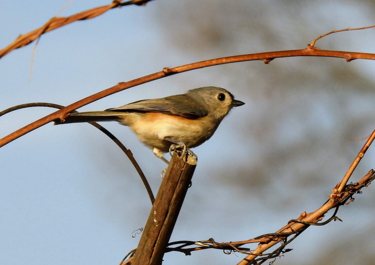 Tufted Titmouse - ML194916321