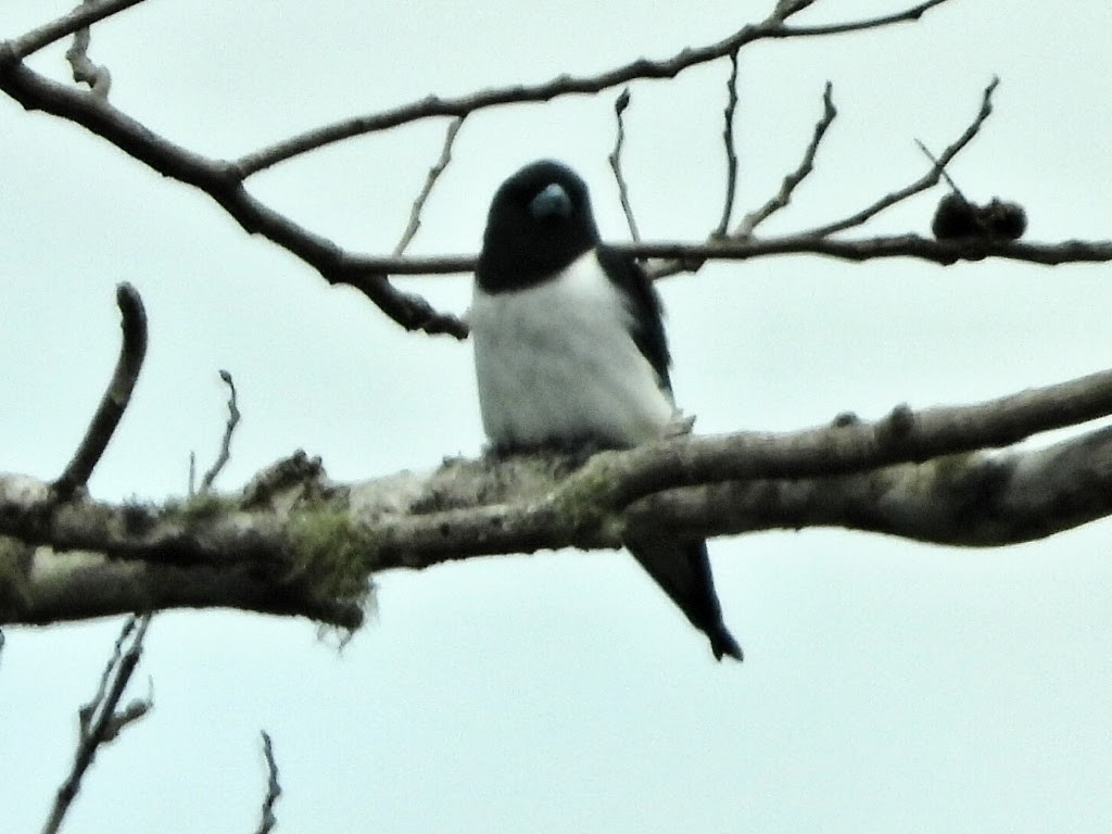 Great Woodswallow - ML194916331