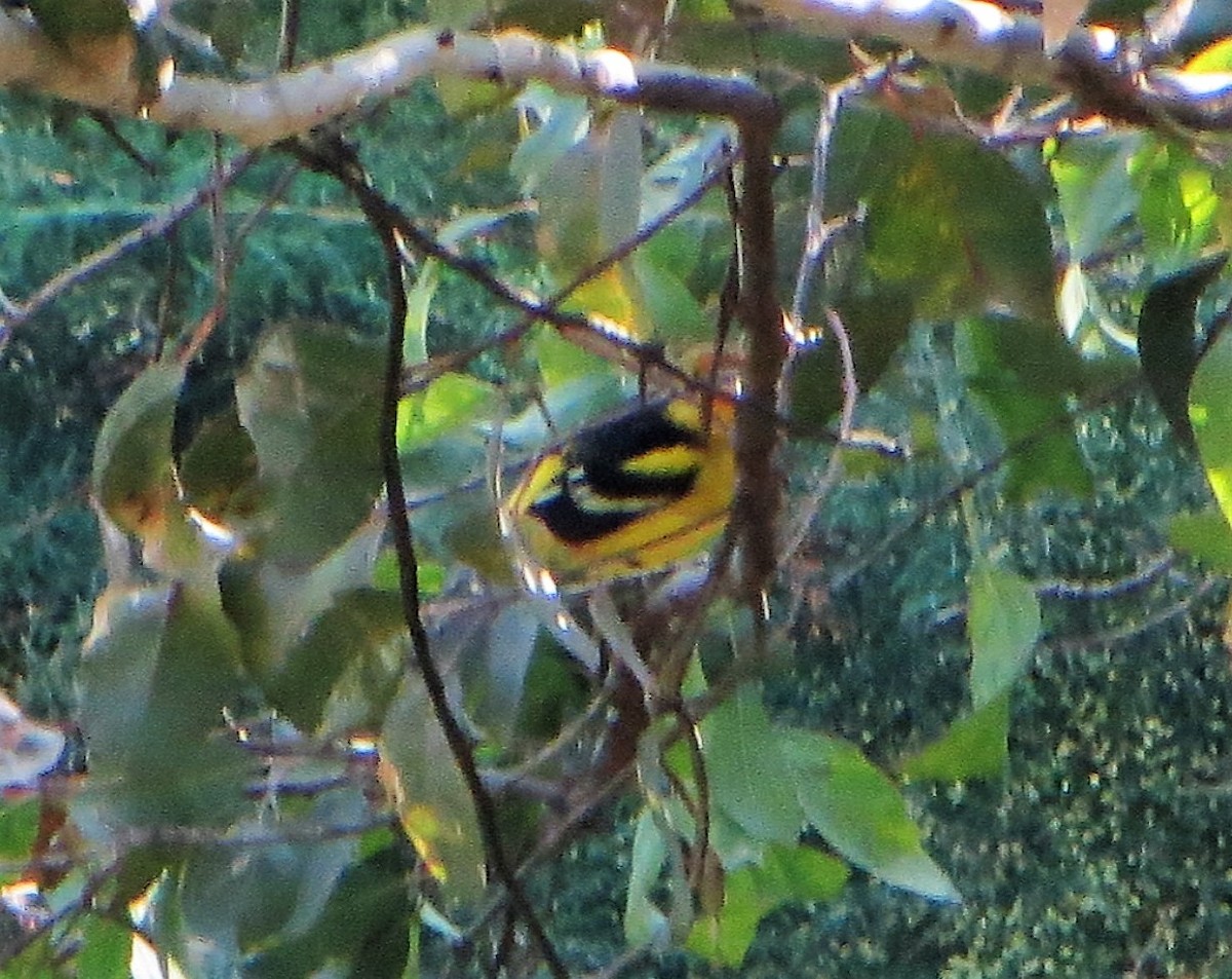 Western Tanager - ML194919111
