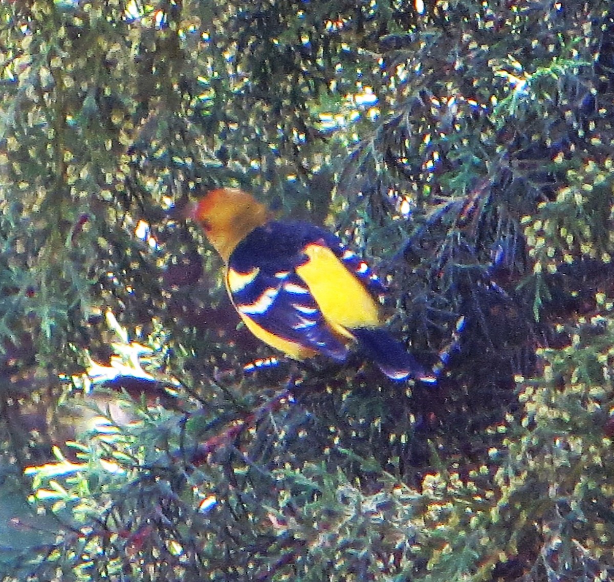 Western Tanager - ML194919141