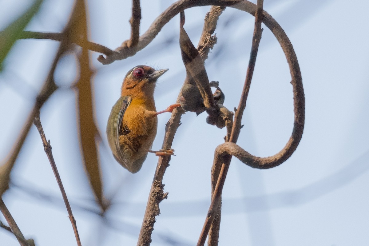 Ebird Checklist Dec Khao Yai Np Chet Khot Pong Kon Sao