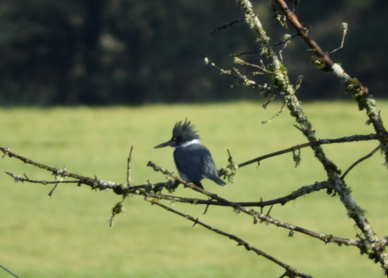 Belted Kingfisher - Jeff Harding