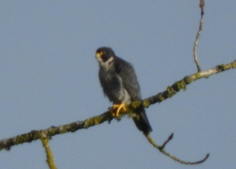 Peregrine Falcon - ML194921381