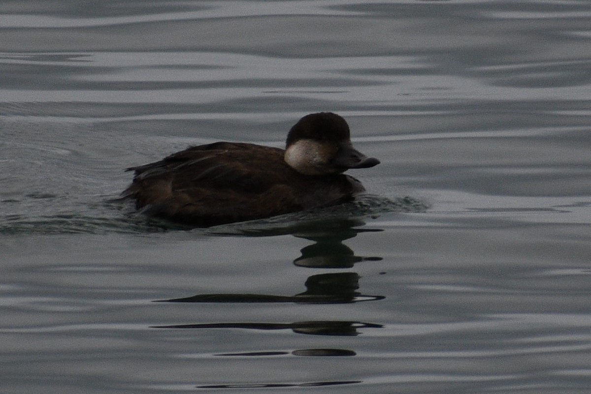 Black Scoter - ML194922411