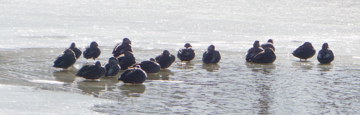 American Black Duck - Melody Ragle