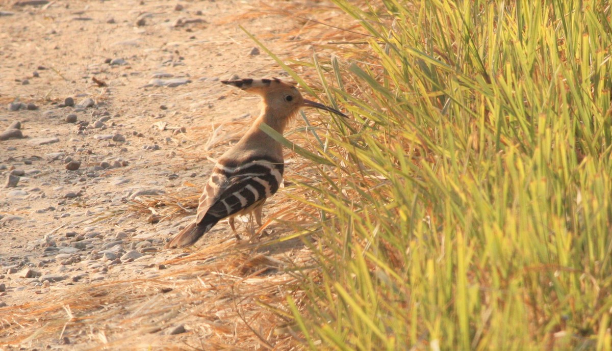 Eurasian Hoopoe - ML194923011