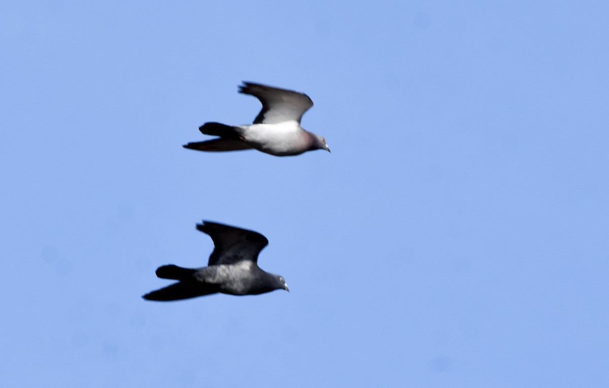 Rock Pigeon (Feral Pigeon) - ML194923321