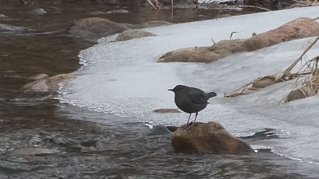 American Dipper - ML194924551