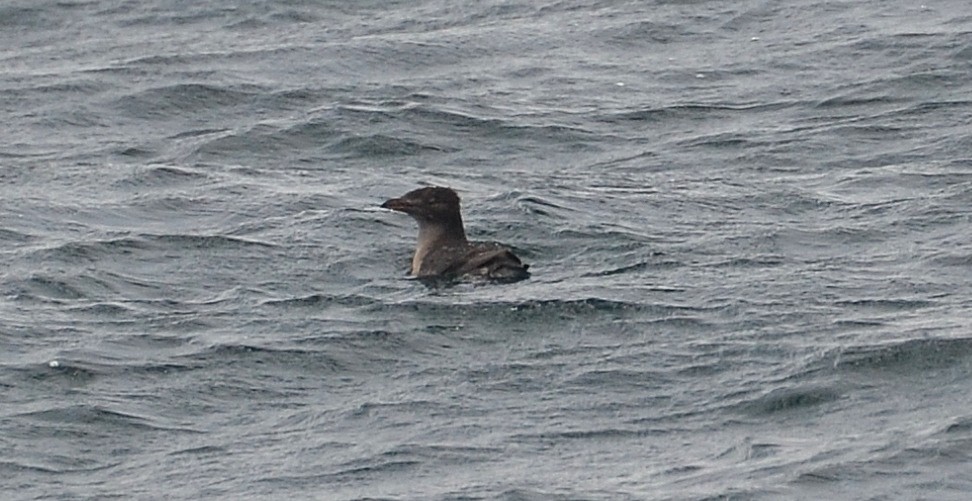 Rhinoceros Auklet - ML194926301