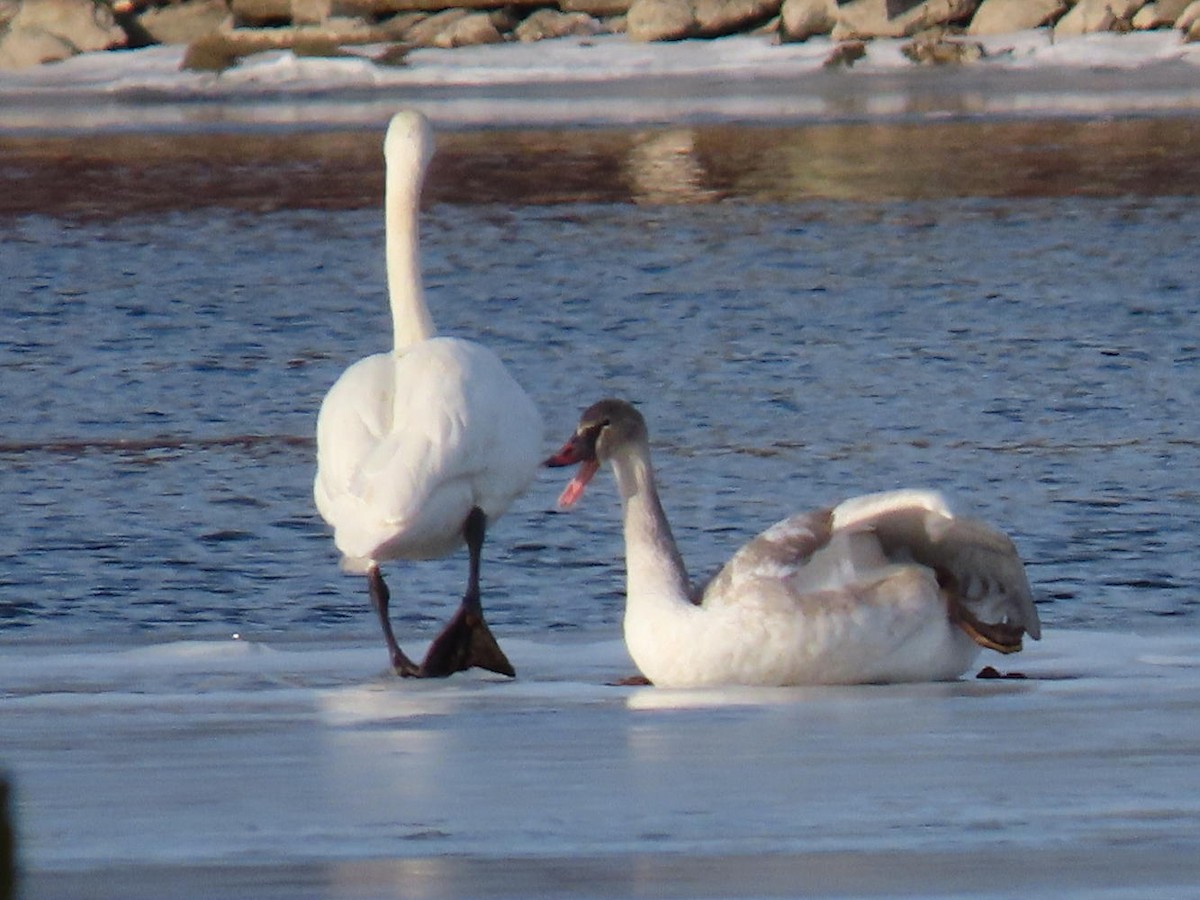 Trumpeter Swan - ML194926321