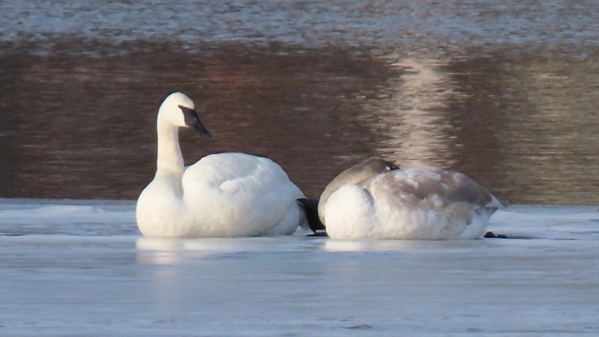 Trumpeter Swan - ML194926331