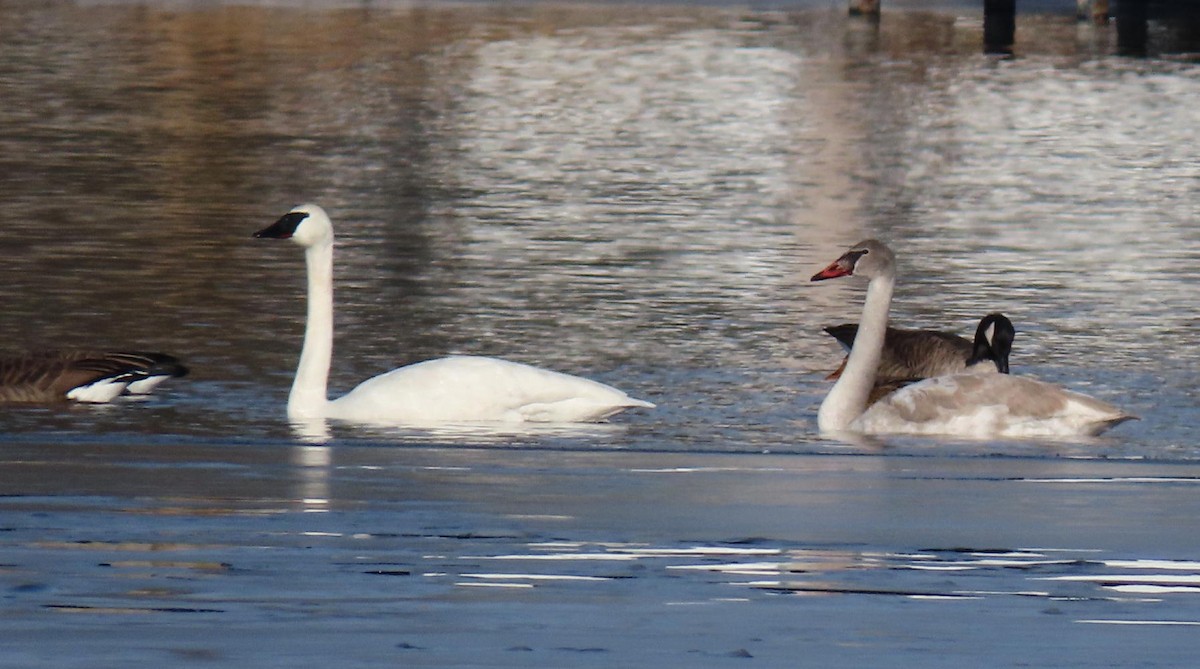 Trumpeter Swan - ML194926341