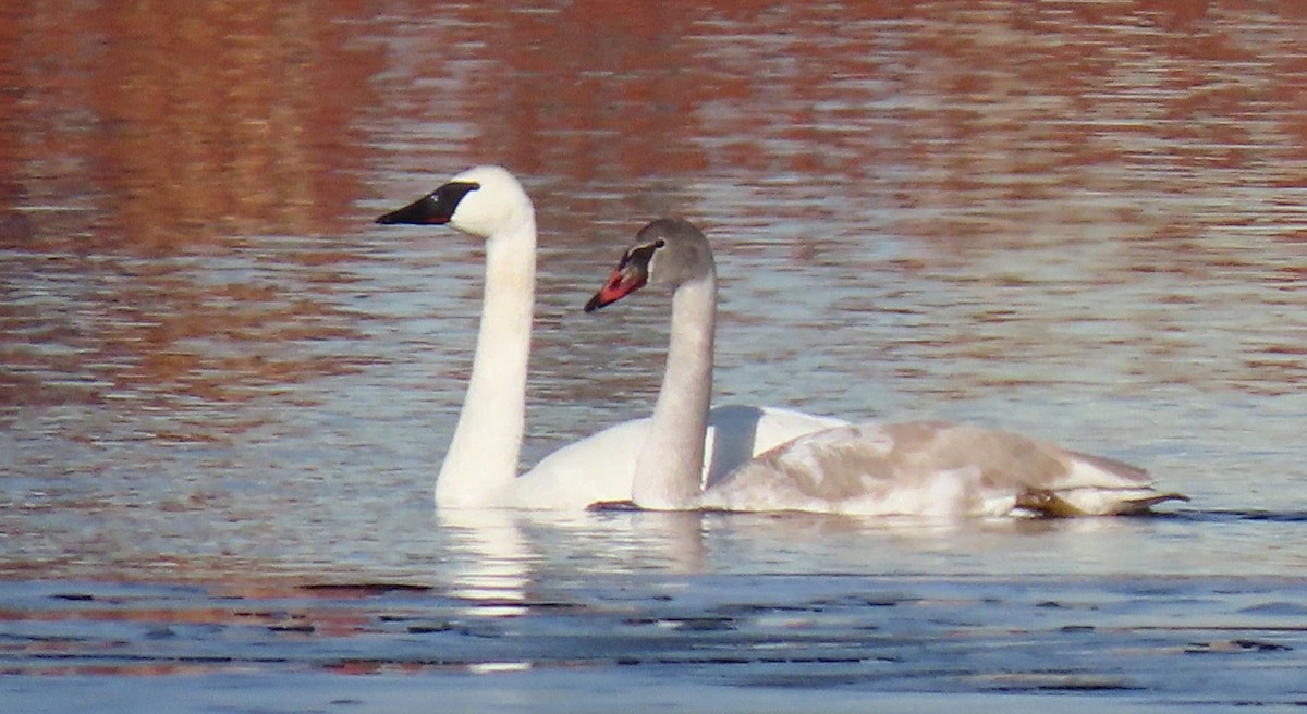 Trumpeter Swan - ML194926351