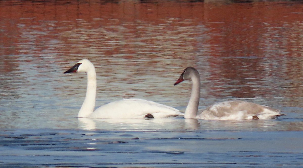 Trumpeter Swan - ML194926361