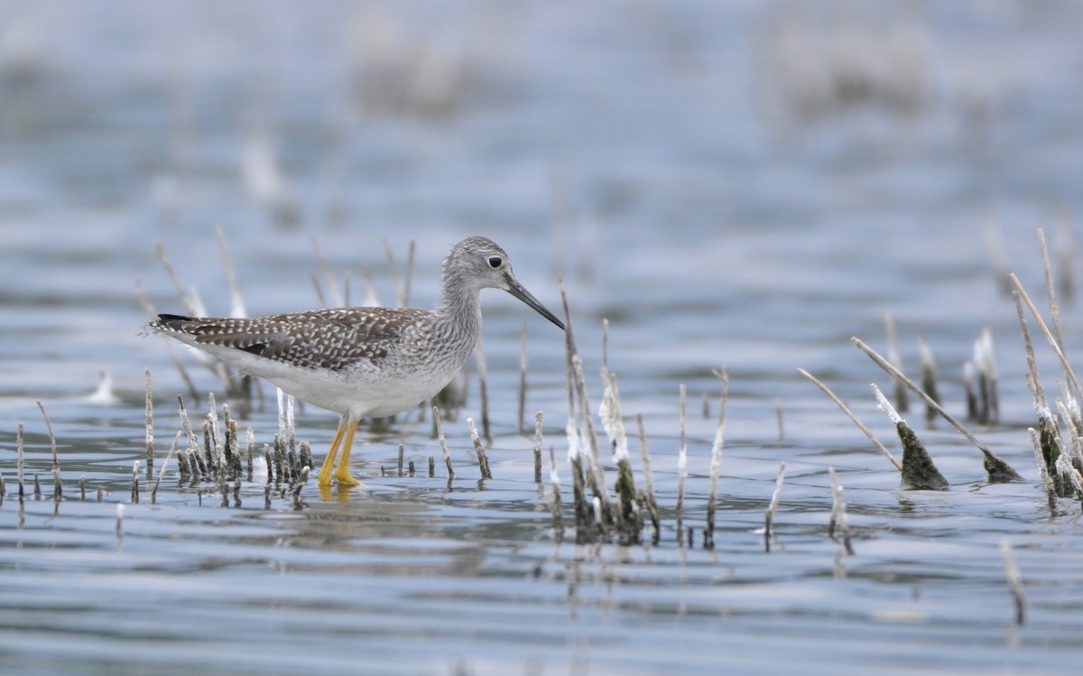 Greater Yellowlegs - ML194928861