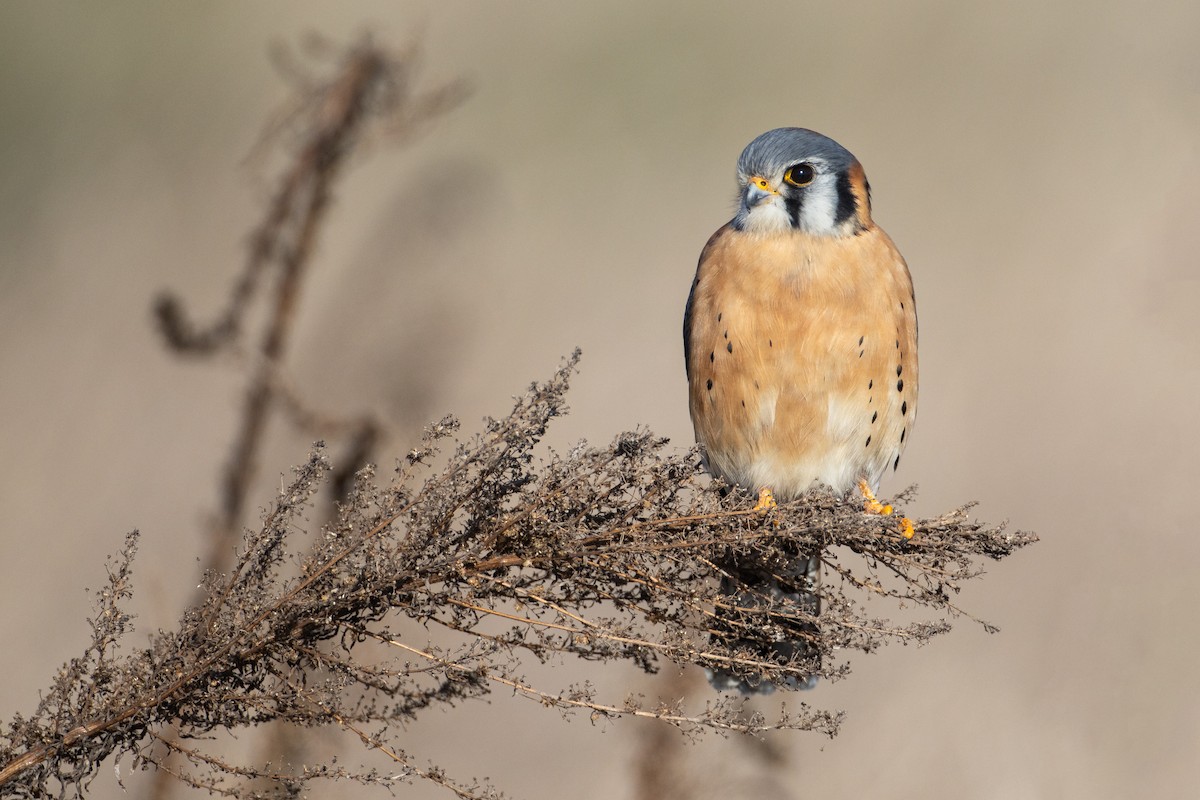 American Kestrel - ML194929161