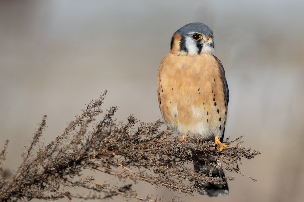 American Kestrel - Ryan Sanderson