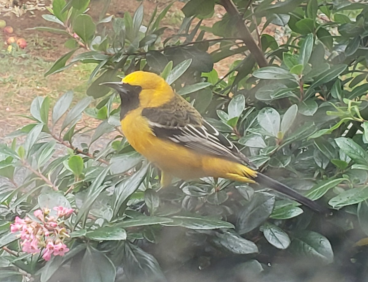 Hooded Oriole - David Bailey