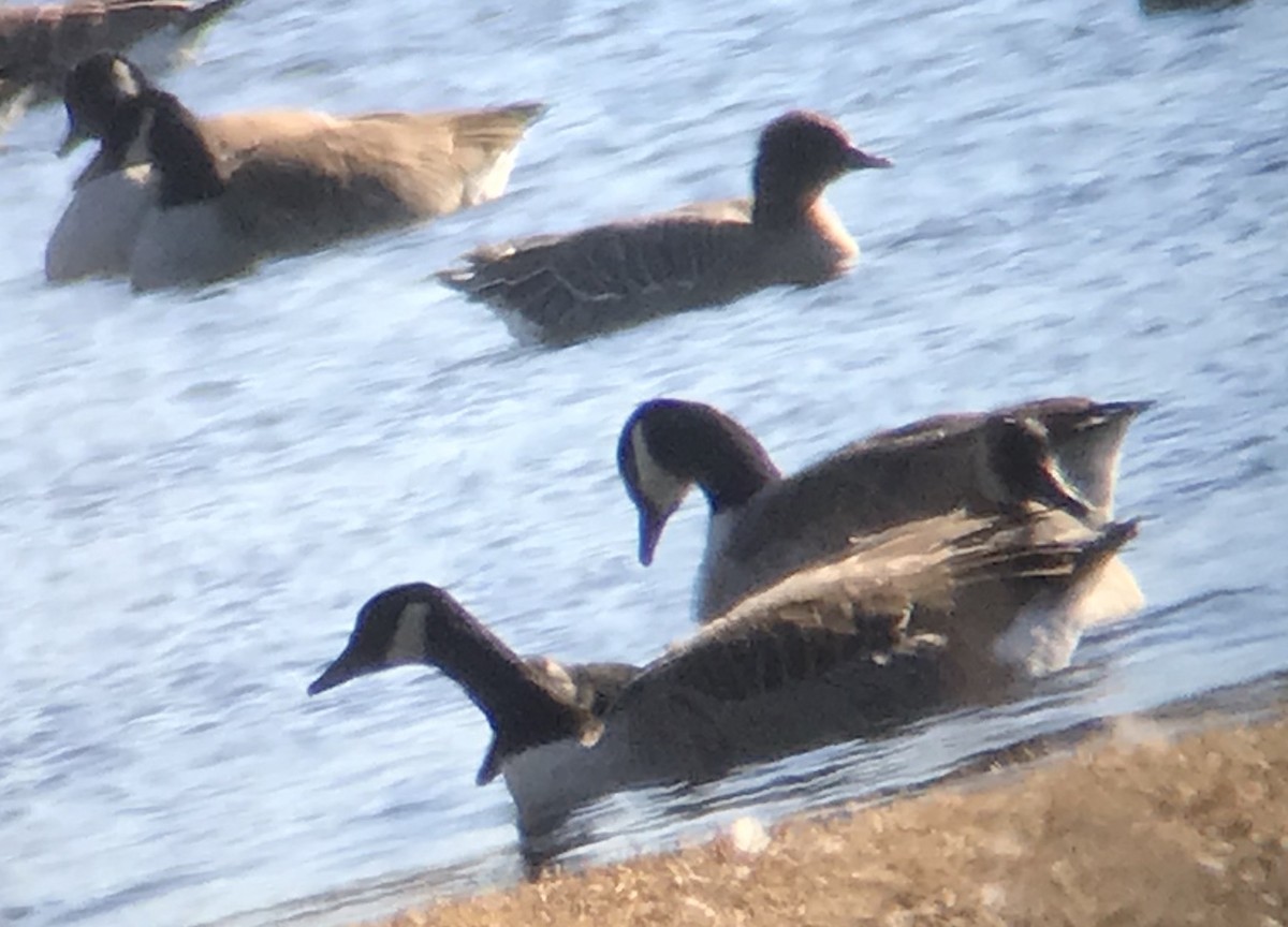 Pink-footed Goose - ML194930031