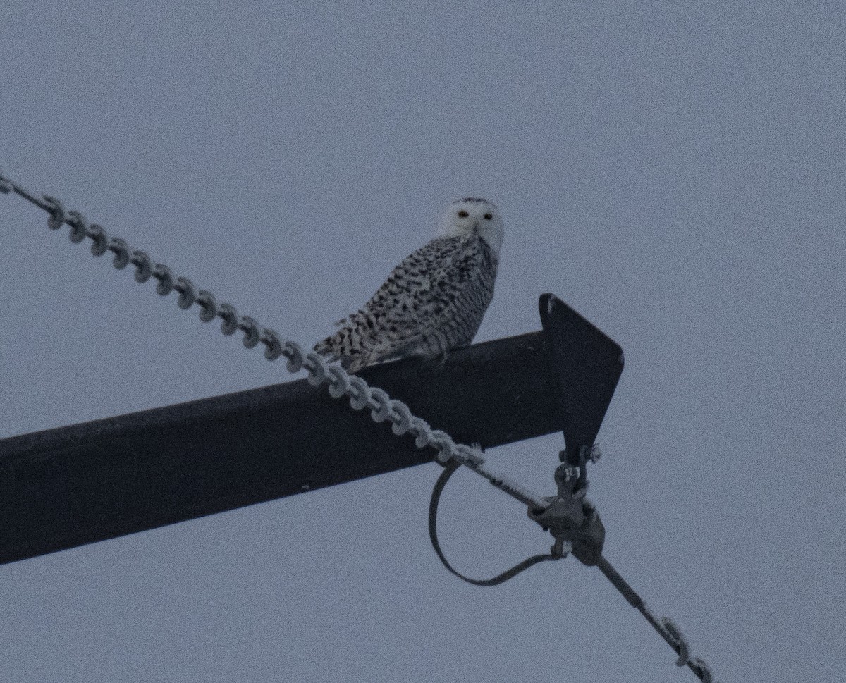 Snowy Owl - ML194930211