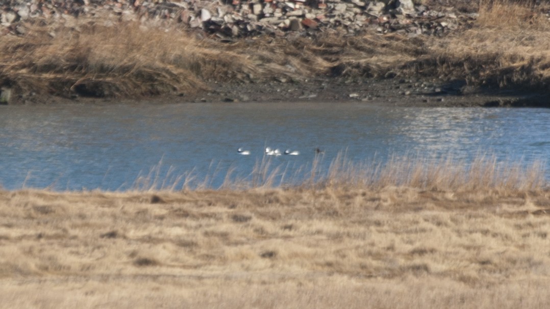 Bufflehead - Jasper Weinberg