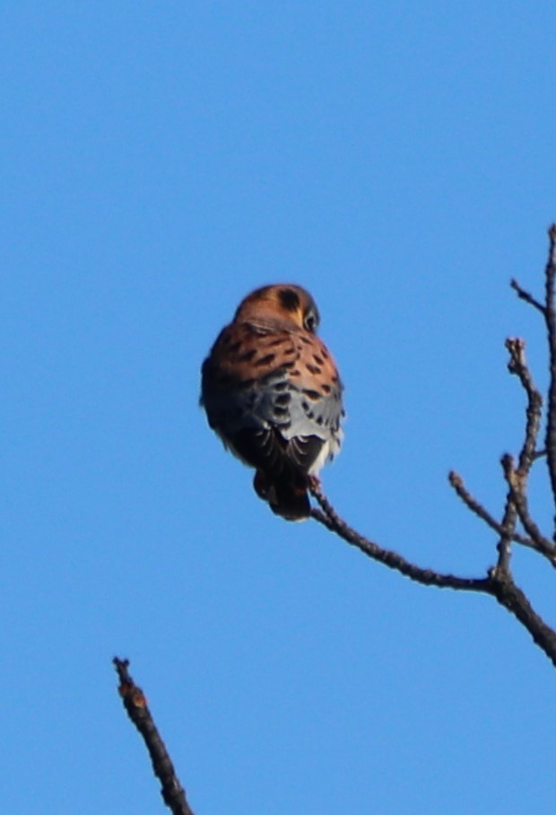 American Kestrel - ML194930581