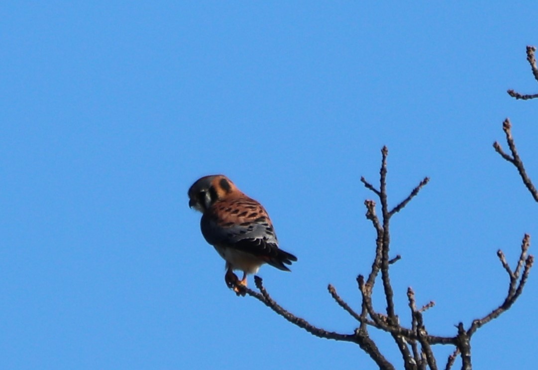 American Kestrel - ML194930601