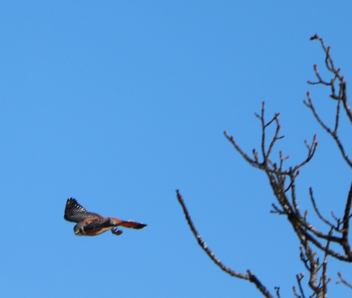 American Kestrel - ML194930631