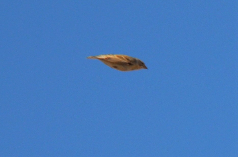 Chestnut-collared Longspur - ML194930681