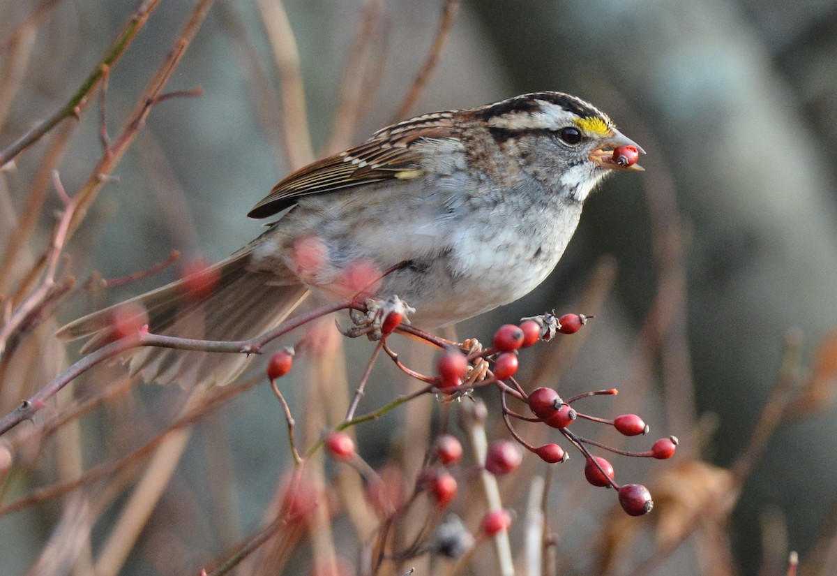 White-throated Sparrow - ML194931321