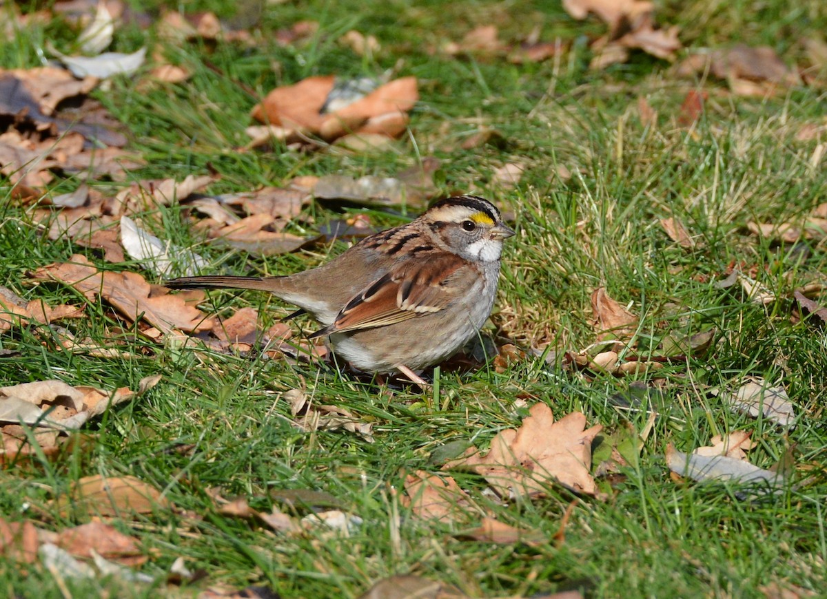 White-throated Sparrow - ML194931341