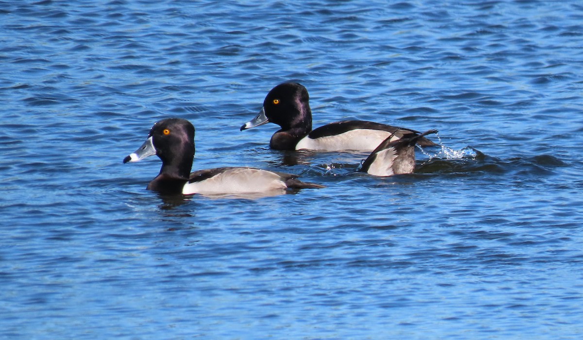 Ring-necked Duck - Susan Young