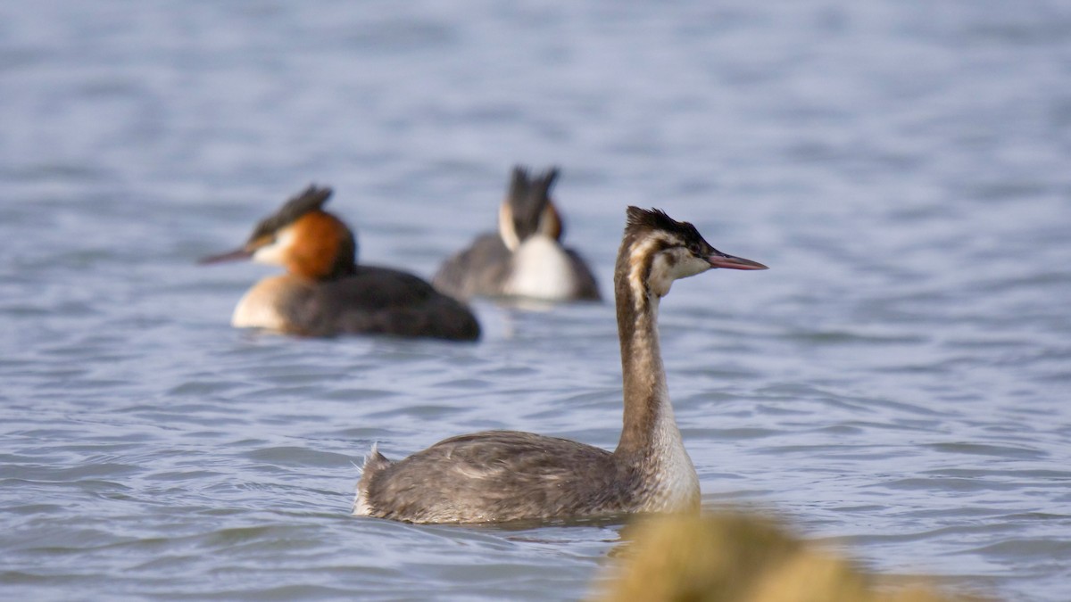 Great Crested Grebe - Siddharth Nambiar