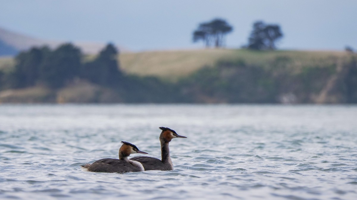 Great Crested Grebe - ML194934961