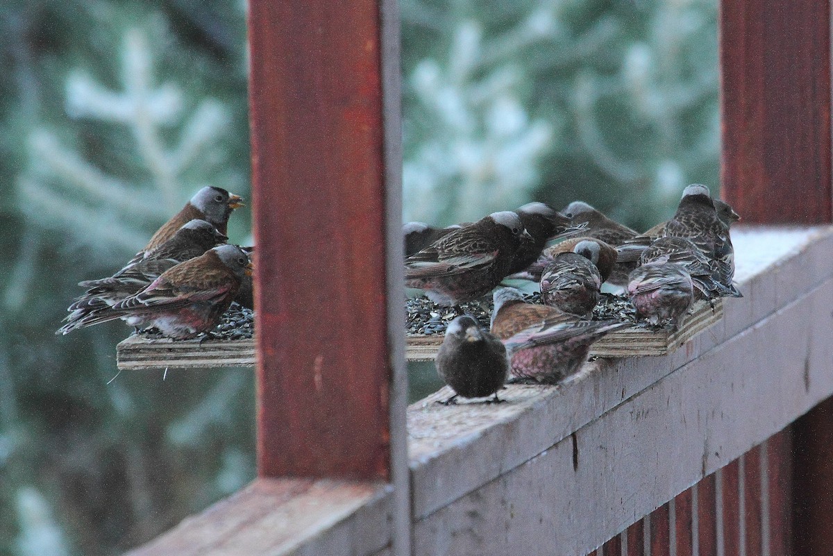 Gray-crowned Rosy-Finch - ML194936651
