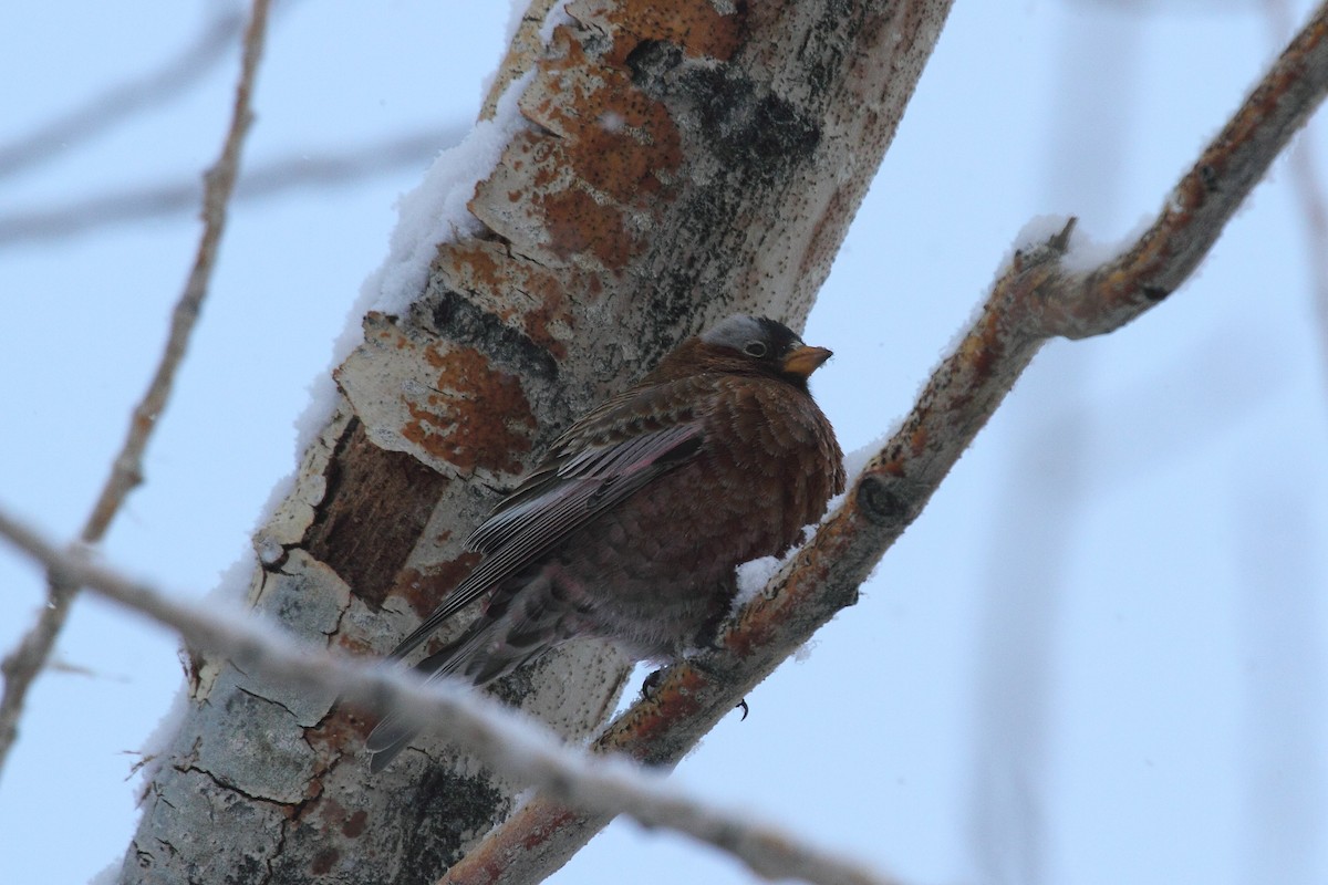 Gray-crowned Rosy-Finch - ML194936671