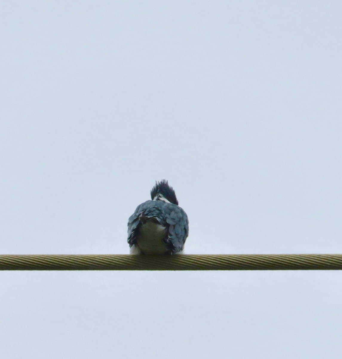 Belted Kingfisher - ML194937101