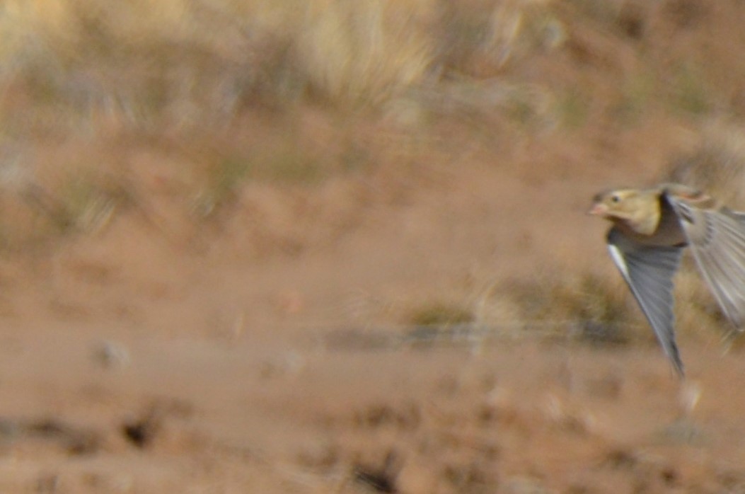 Chestnut-collared Longspur - ML194937961