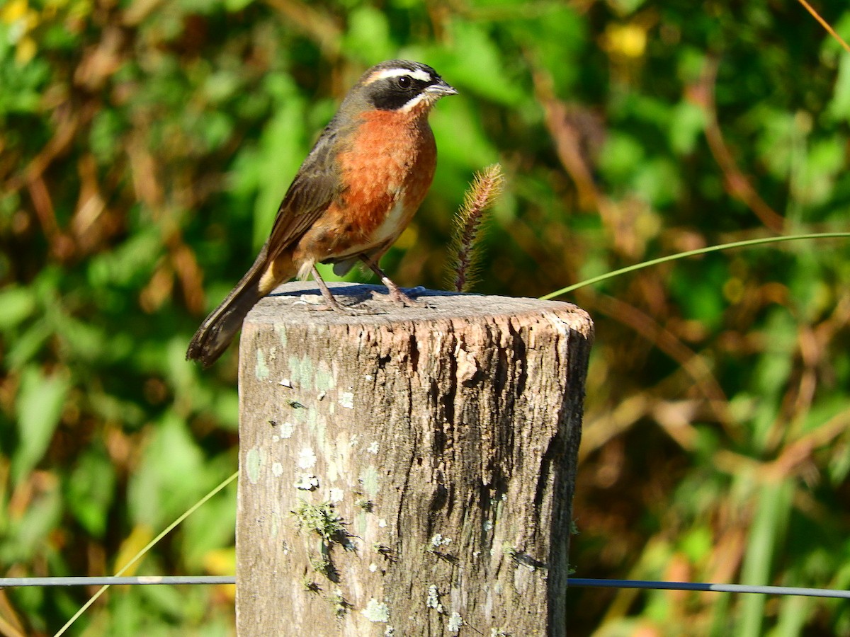 Black-and-rufous Warbling Finch - ML194939671