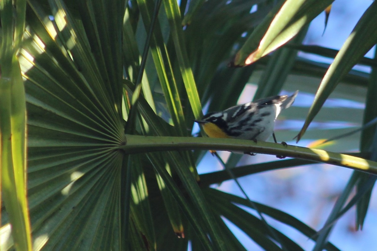 Yellow-throated Warbler - ML194941511