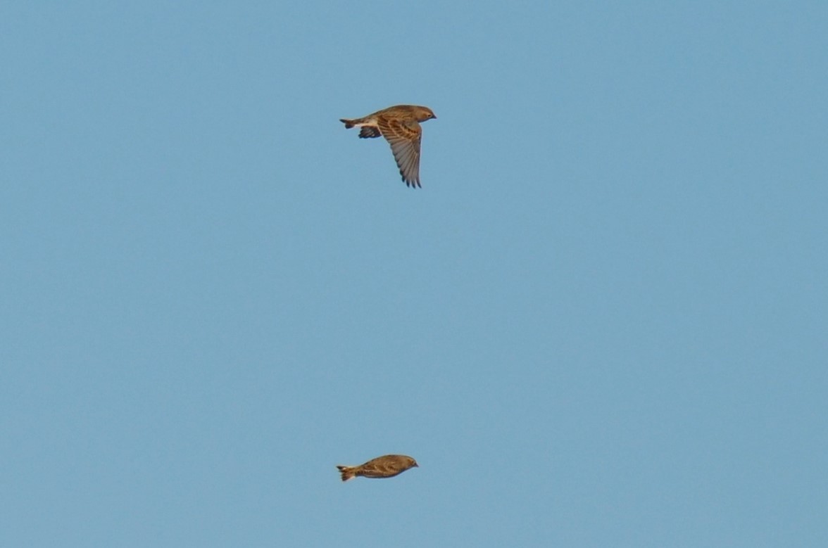 Chestnut-collared Longspur - ML194941851