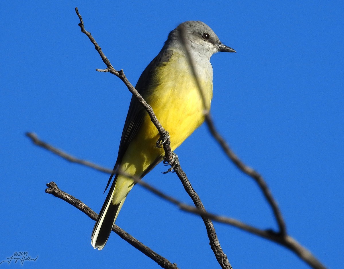 Western Kingbird - ML194942121