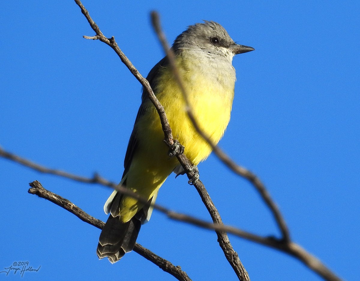 Western Kingbird - ML194942271