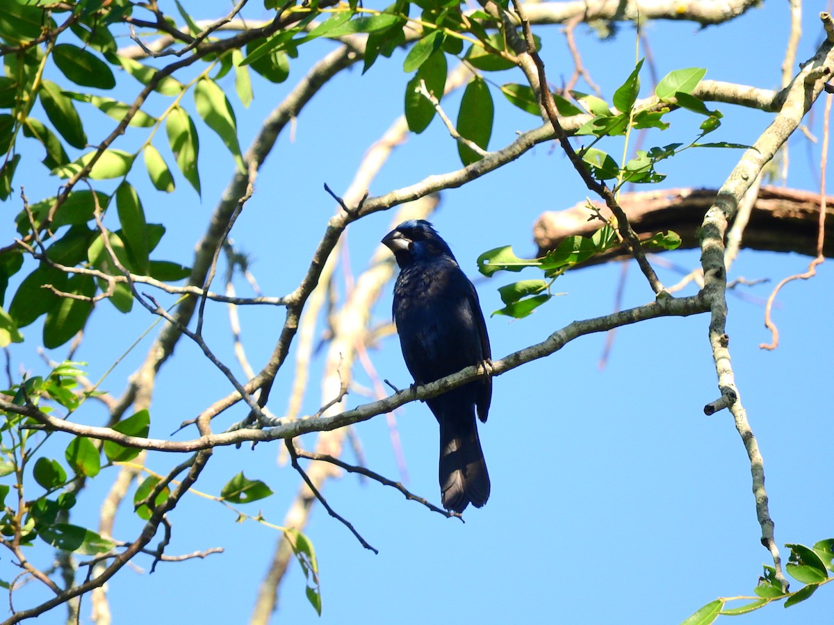 Ultramarine Grosbeak - Luis Recalde